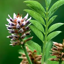 Glycyrrhiza Glabra (Licorice) Root Extract