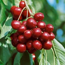 Prunus Avium (Sweet Cherry) Seed Oil