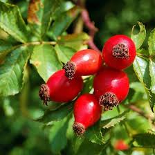 Rosa Canina (Rosehip) Seed Oil