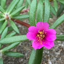 Volulip (Portulaca Pilosa Extract + Palmitoyl Tripeptide-38)