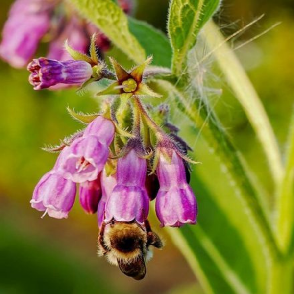 Allantoin
