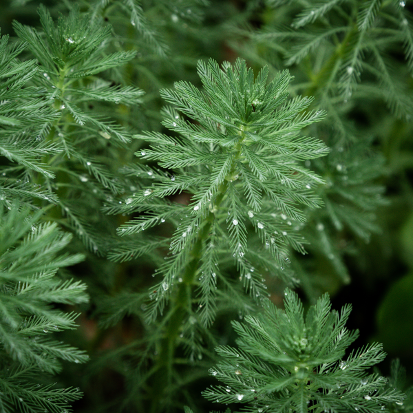 Artemisia Vulgaris Extract (Mugwort)