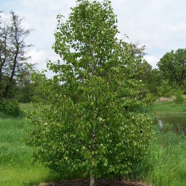 Betula Platyphylla Japonica Juice Extract (Birch Juice)