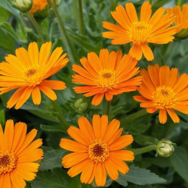 Calendula Officinalis Flower Extract