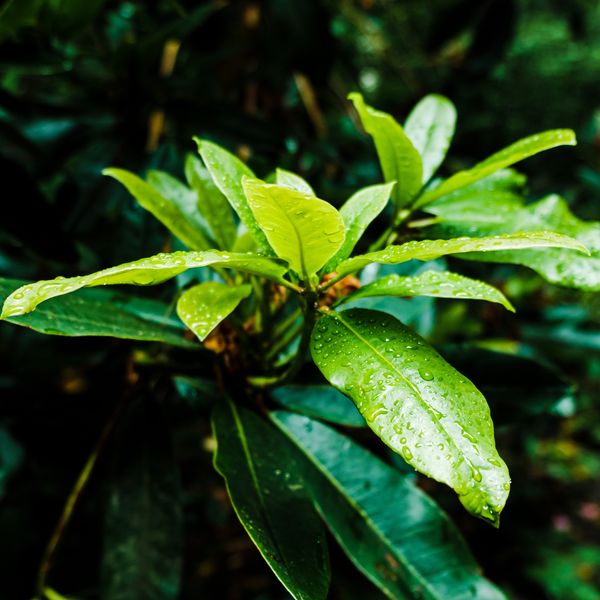Camellia Sinensis (Green Tea) Leaf Extract