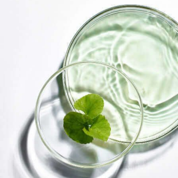 Centella Asiatica Extract