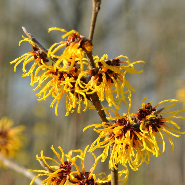 Hamamelis Virginiana (Witch Hazel) Extract