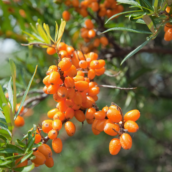 Hippophae Rhamnoides (Sea Buckthorn) Fruit Oil
