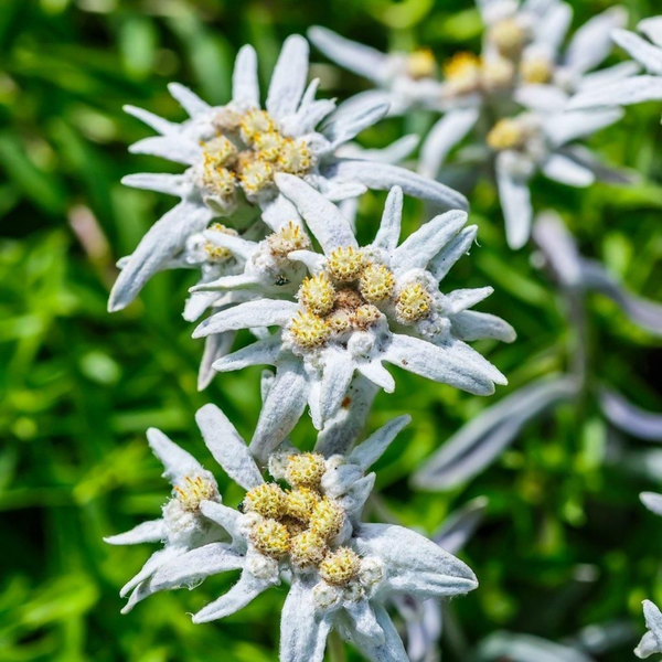 Leontopodium Alpinum Extract (Edelweiss Extract)