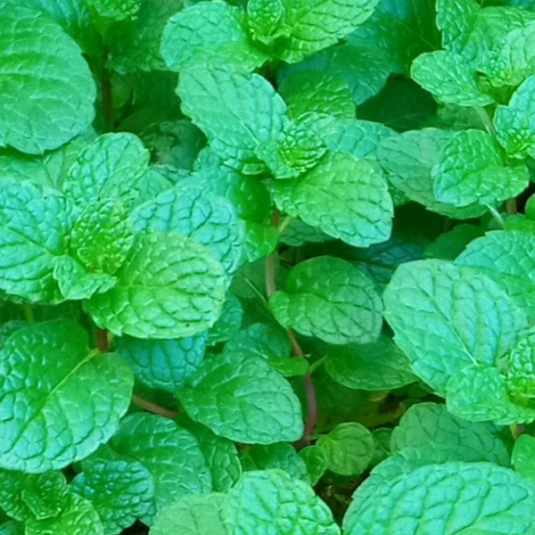 Mentha Piperita (Peppermint) Oil