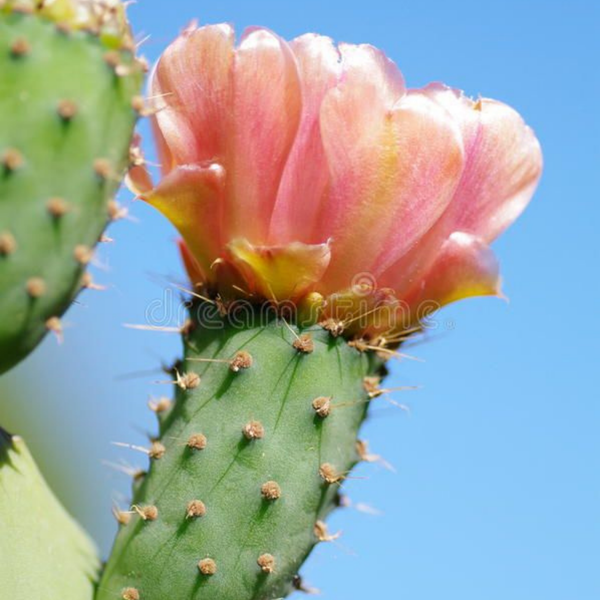 Opuntia Ficus-Indica (Cactus) Stem Extract