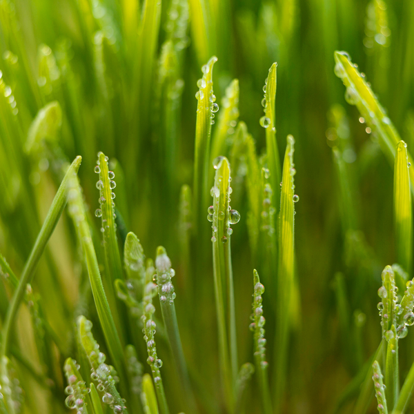 Oryza Sativa (Rice) Bran Water