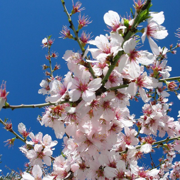 Prunus Amygdalus Dulcis (Sweet Almond) Oil