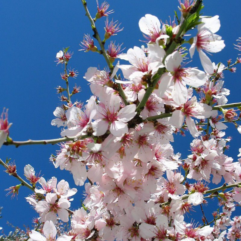 Prunus Amygdalus Dulcis (Sweet Almond) Oil