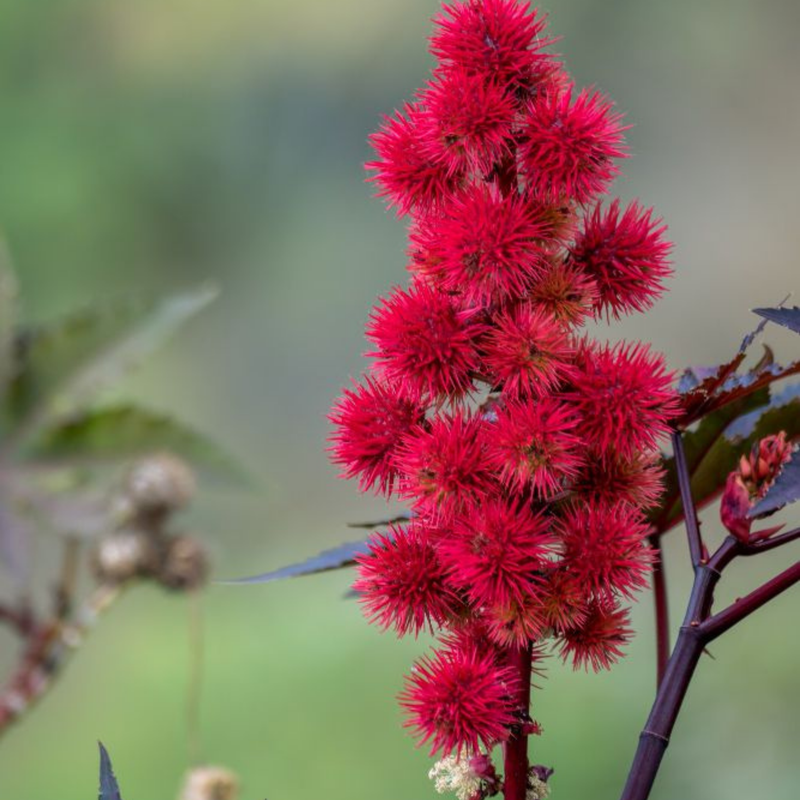 Ricinus Communis (Castor) Seed Oil