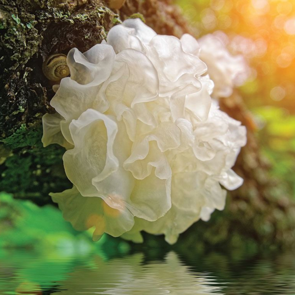 Tremella Fuciformis (Snow Mushroom) Extract
