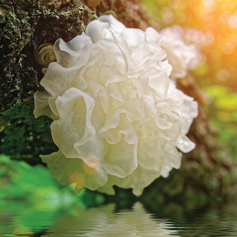 Tremella Fuciformis (Snow Mushroom) Extract